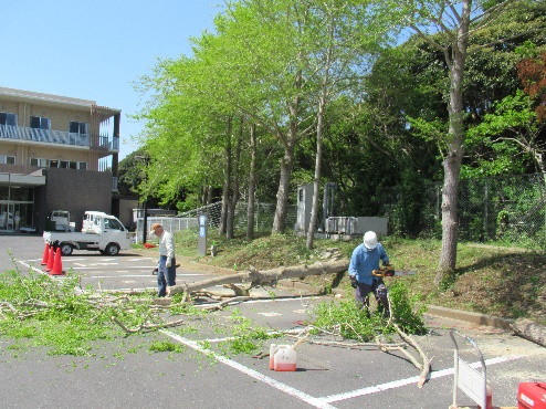 さくらの会の銀杏の木伐採の写真